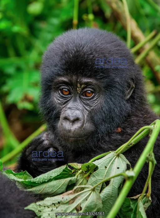 : Portrait of the baby mountain gorilla (Gorilla b : Portrait of the baby mountain gorilla (Gorilla b
