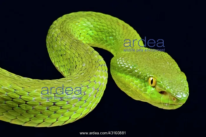 : Portrait of Bamboo viper (Trimeresurus albolabris) : Portrait of Bamboo viper (Trimeresurus albolabris)