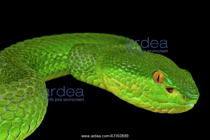 : Portrait of Bamboo viper (Trimeresurus albolabris) : Portrait of Bamboo viper (Trimeresurus albolabris)