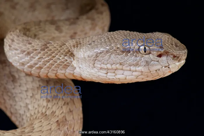  : Portrait of Banded pitviper (Trimeresurus fasciatus)