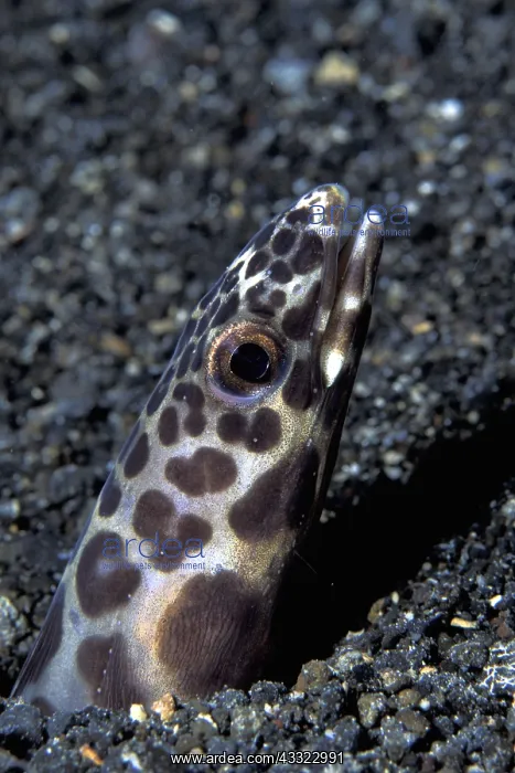 : Portrait of Barred conger, Poeciloconger fasciatus, Witu isl : Portrait of Barred conger, Poeciloconger fasciatus, Witu isl