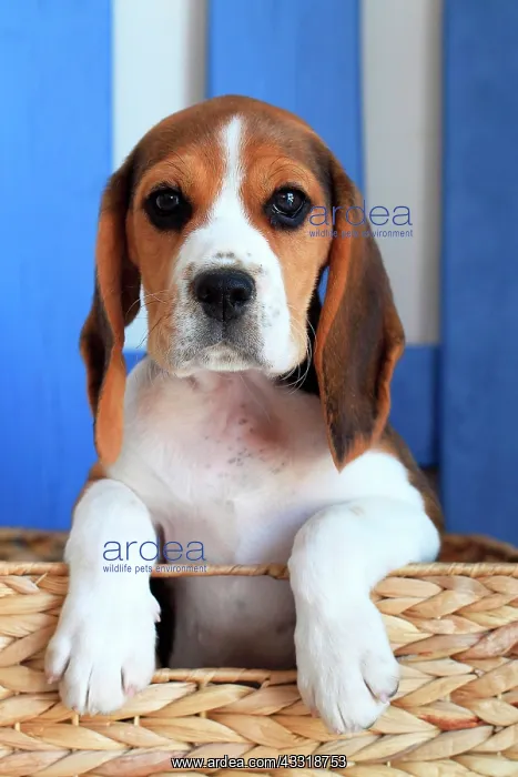: Portrait of a beagle puppy in studio : Portrait of a beagle puppy in studio