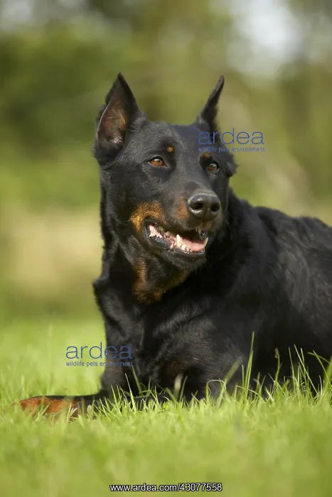 : Portrait of a Beauceron lying in the grass : Portrait of a Beauceron lying in the grass