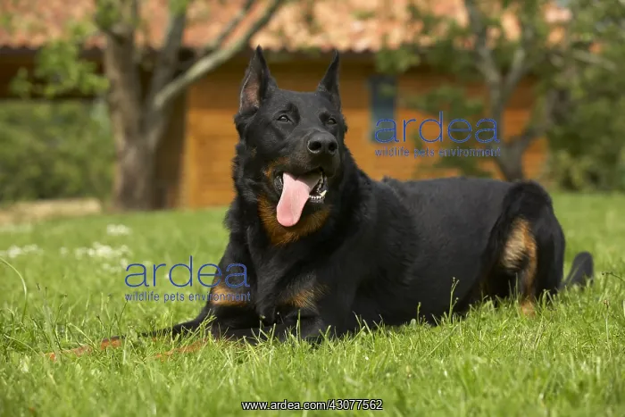 : Portrait of a Beauceron lying in the grass : Portrait of a Beauceron lying in the grass