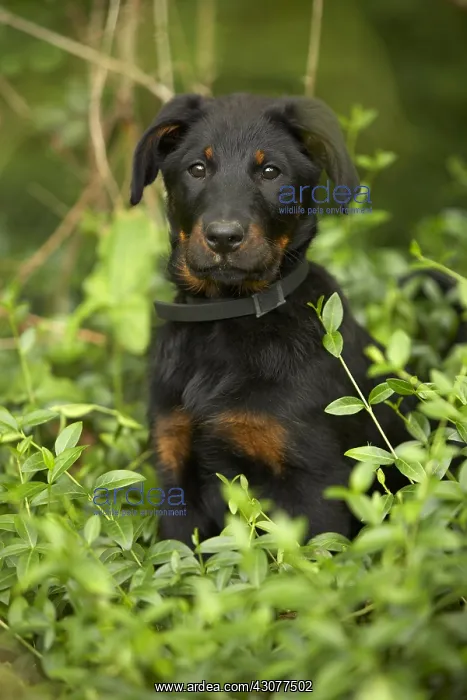  : Portrait of a Beauceron pup