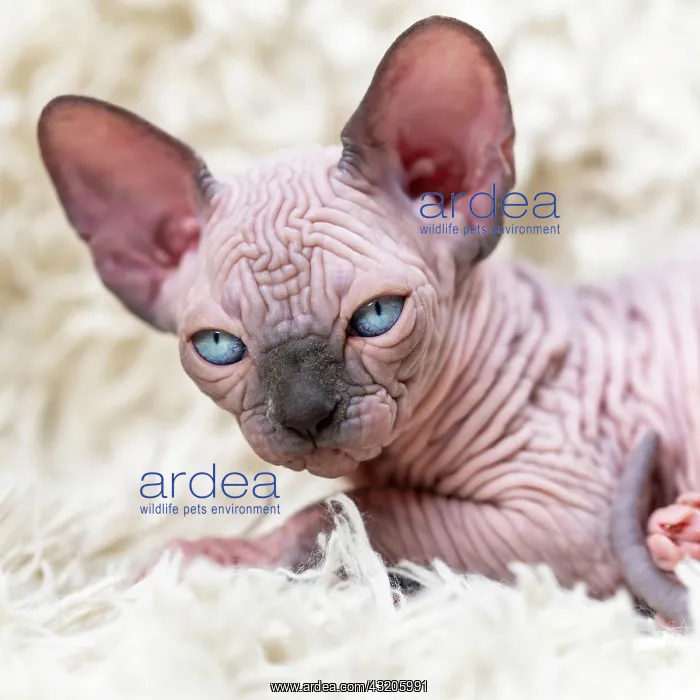 : Portrait of beautiful Canadian Sphynx Cat kitten : Portrait of beautiful Canadian Sphynx Cat kitten