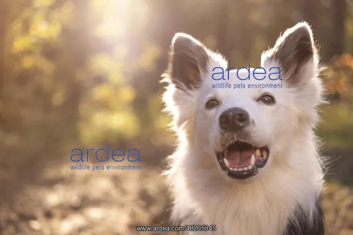 : portrait beautiful dog. Resolution and high quality : portrait beautiful dog. Resolution and high quality
