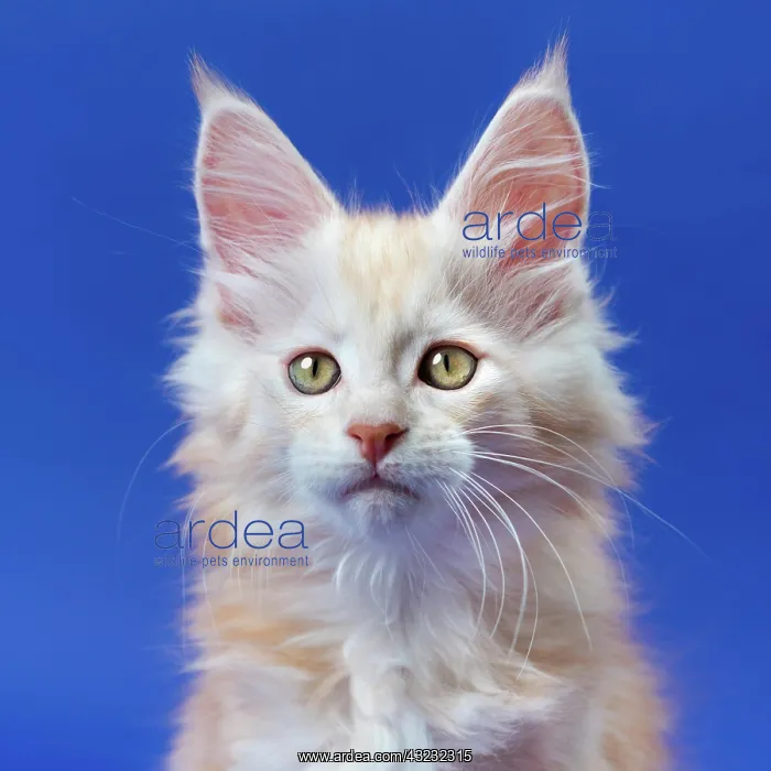 : Portrait of beautiful furry ginger purebred male : Portrait of beautiful furry ginger purebred male