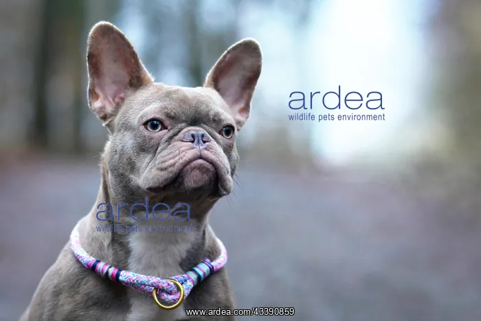 : Portrait of beautiful rare colored lilac brindle : Portrait of beautiful rare colored lilac brindle