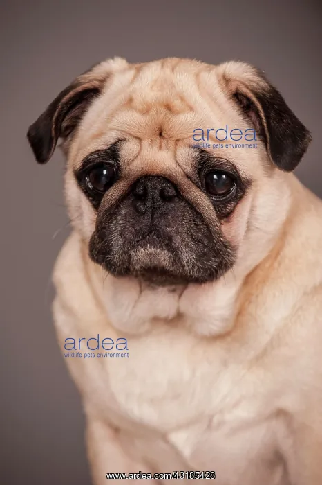 : Portrait of a beige Pug : Portrait of a beige Pug