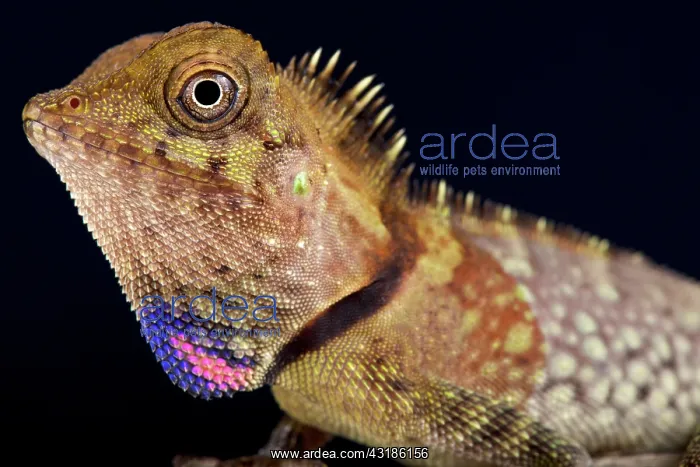 : Portrait of Bell's angle head lizard (Gonocephalus : Portrait of Bell's angle head lizard (Gonocephalus