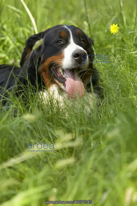: Portrait of a Berner Sennenhund lying in the grass : Portrait of a Berner Sennenhund lying in the grass