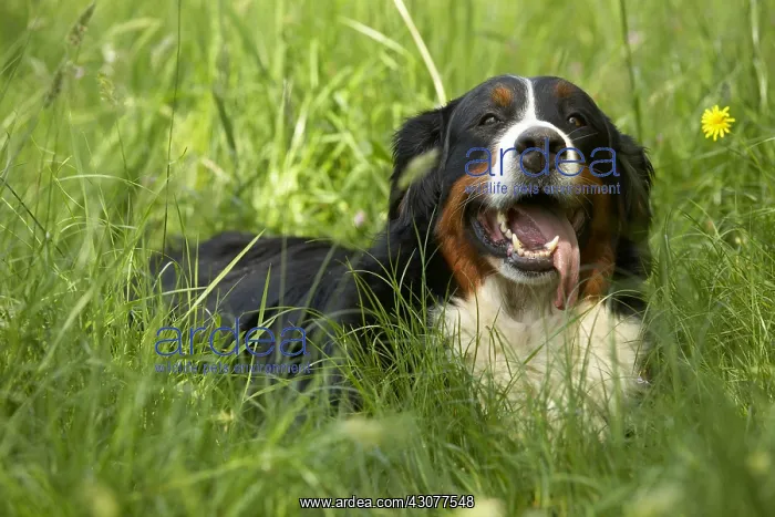 : Portrait of a Berner Sennenhund lying in the grass : Portrait of a Berner Sennenhund lying in the grass