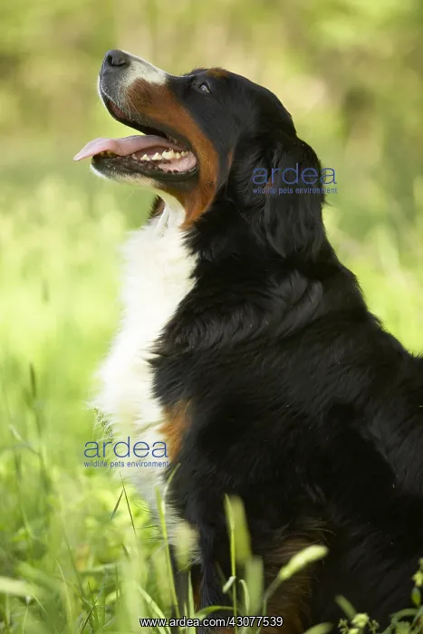 : Portrait of a Berner Sennenhund sitting in the grass : Portrait of a Berner Sennenhund sitting in the grass