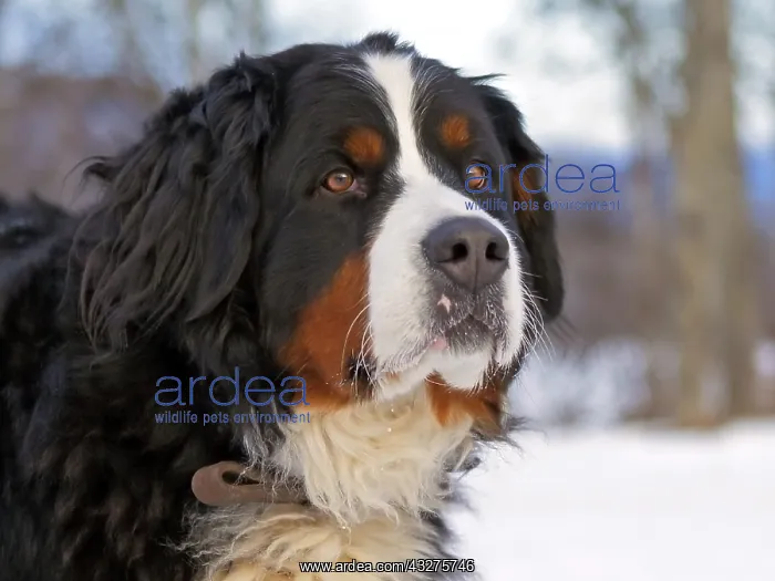 : Portrait of Bernese Mountain Dog in winter, Head : Portrait of Bernese Mountain Dog in winter, Head
