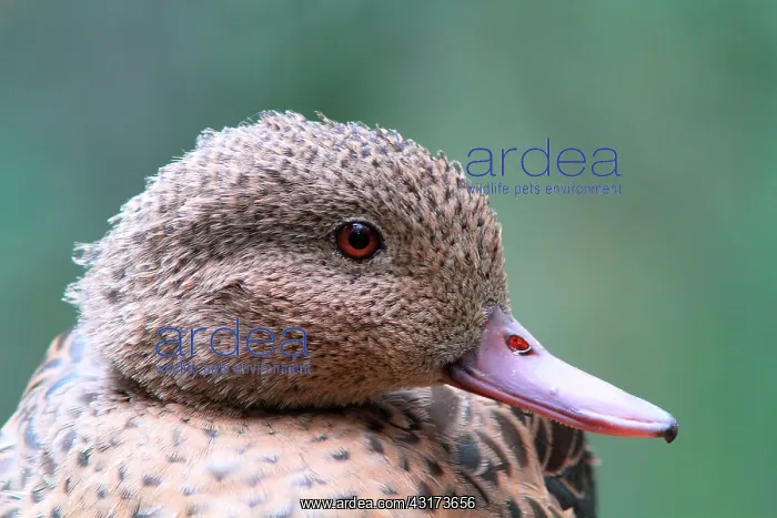 : Portrait of Bernier's Teal (Anas bernieri) : Portrait of Bernier's Teal (Anas bernieri)
