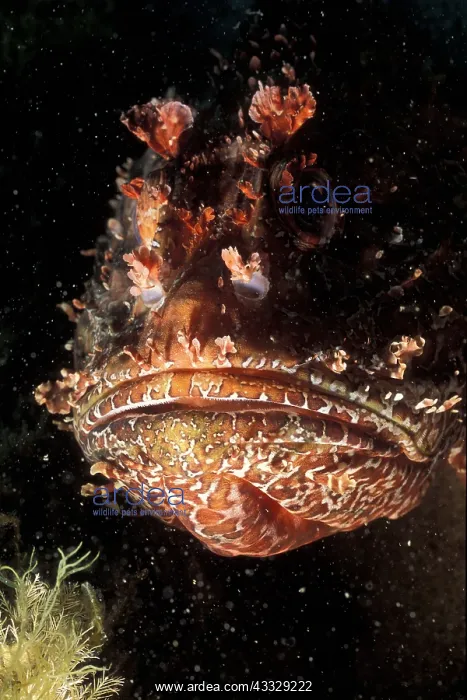 : Portrait of Bigscale Scorpionfish (Scorpaena scrofa) : Portrait of Bigscale Scorpionfish (Scorpaena scrofa)