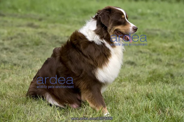 : Portrait of a Bitch race Australian Shepherd : Portrait of a Bitch race Australian Shepherd