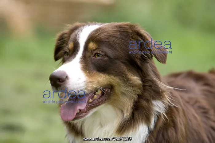 : Portrait of a Bitch race Australian Shepherd : Portrait of a Bitch race Australian Shepherd