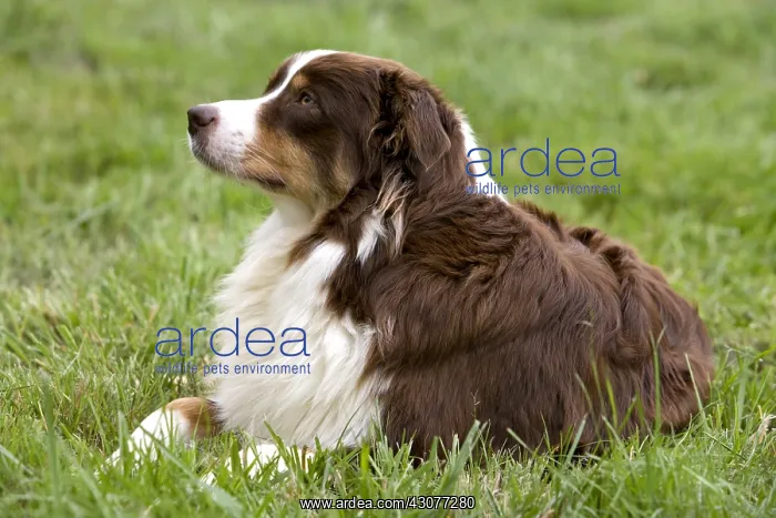  : Portrait of a Bitch race Australian Shepherd laying down
