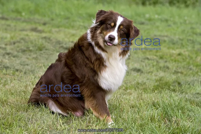 : Portrait of a Bitch race Australian Shepherd watching : Portrait of a Bitch race Australian Shepherd watching