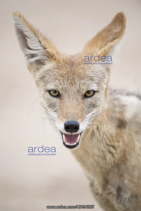 : Portrait of Black-backed jackal (Canis mesomelas) : Portrait of Black-backed jackal (Canis mesomelas)