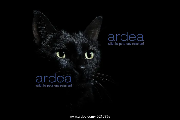 : Portrait of black cat on black background : Portrait of black cat on black background