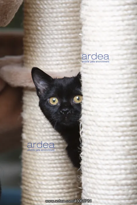 : Portrait of a Black Cat Bombay in his cat tree : Portrait of a Black Cat Bombay in his cat tree