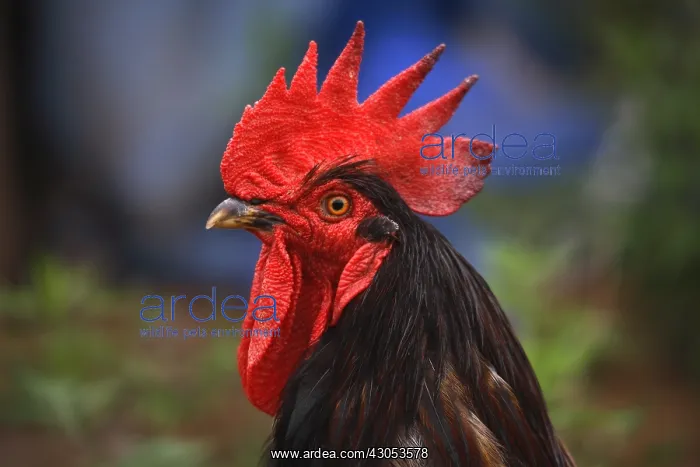 : Portrait of a Black Cock outdoors : Portrait of a Black Cock outdoors