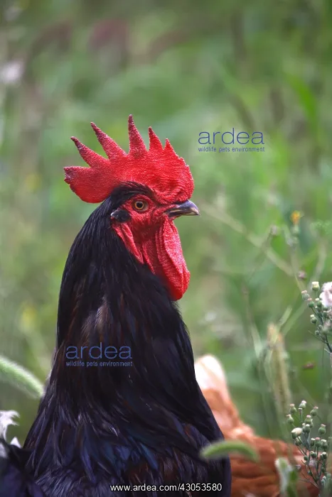 : Portrait of a Black Cock outdoors : Portrait of a Black Cock outdoors