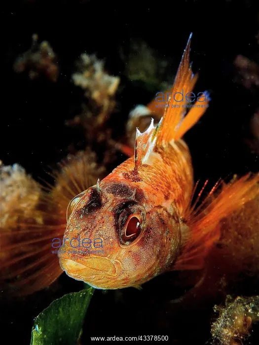 : Portrait of black-faced blenny (Tripterygion delaisi) : Portrait of black-faced blenny (Tripterygion delaisi)