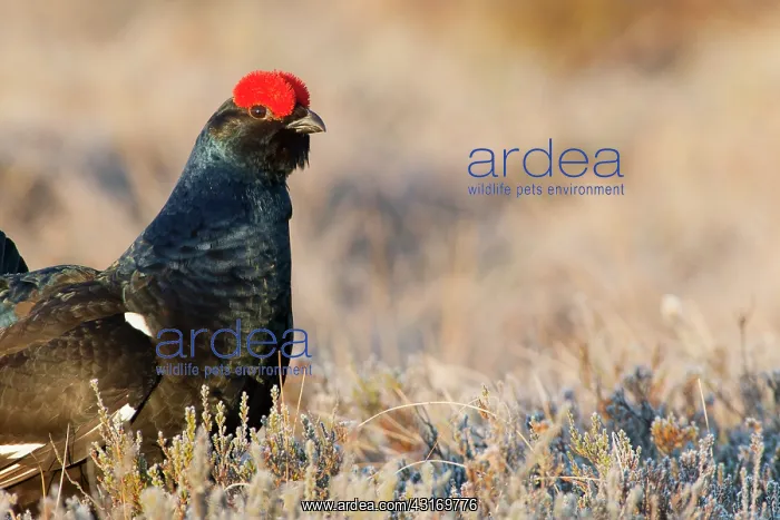 : Heath. Portrait of Black Grouse (Tetrao tetrix) in unidentified heather (Ericaceae) : Heath. Portrait of Black Grouse (Tetrao tetrix) in unidentified heather (Ericaceae)