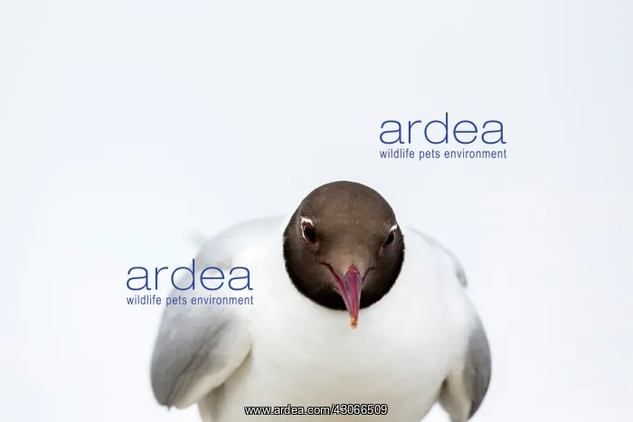 : Portrait of Black-headed Gull (Chroicocephalus ridibundus) : Portrait of Black-headed Gull (Chroicocephalus ridibundus)