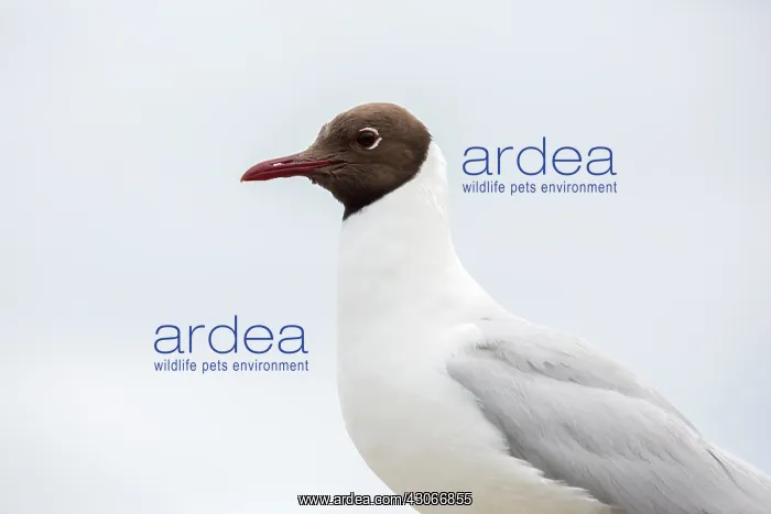  : Portrait of Black-headed Gull (Chroicocephalus ridibundus)