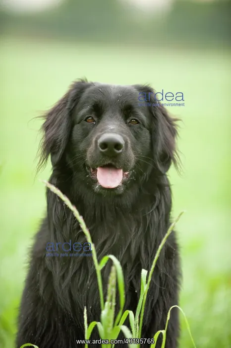 : Portrait, black Hovawart : Portrait, black Hovawart