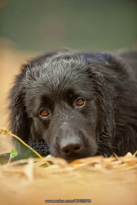 : Portrait, black Hovawart : Portrait, black Hovawart