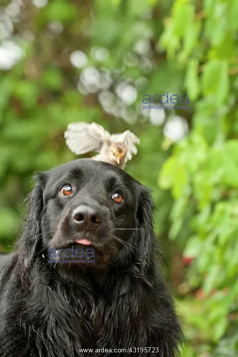: Portrait, black Hovawart with a chick on its head : Portrait, black Hovawart with a chick on its head