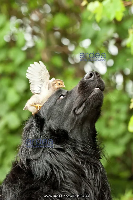  : Portrait, black Hovawart with a chick on its head