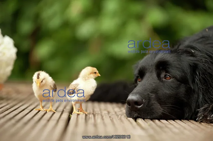 : Portrait, black Hovawart and two chicks, animal : Portrait, black Hovawart and two chicks, animal