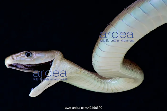 : Portrait of Black mamba (Dendroaspis polylepis) : Portrait of Black mamba (Dendroaspis polylepis)