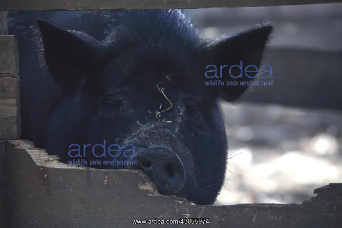: Portrait of black pig behind a wooden fence France : Portrait of black pig behind a wooden fence France