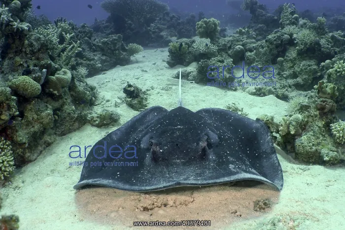 : Portrait of black spotted ray (Taeniura meyeni) : Portrait of black spotted ray (Taeniura meyeni)