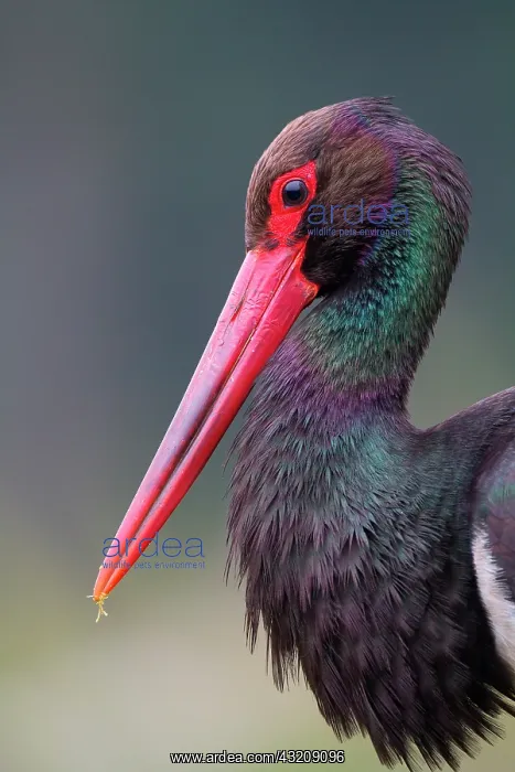  : Portrait of Black stork (Ciconia nigra) adult, Ardennes