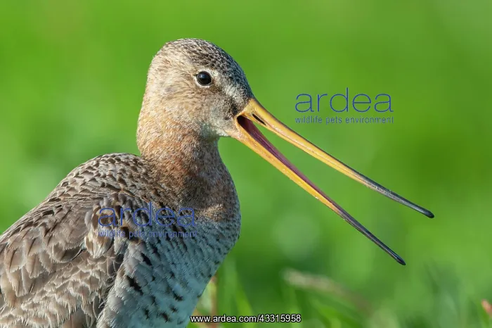 : Portrait Black-tailed Godwit (limosa limosa), beak : Portrait Black-tailed Godwit (limosa limosa), beak