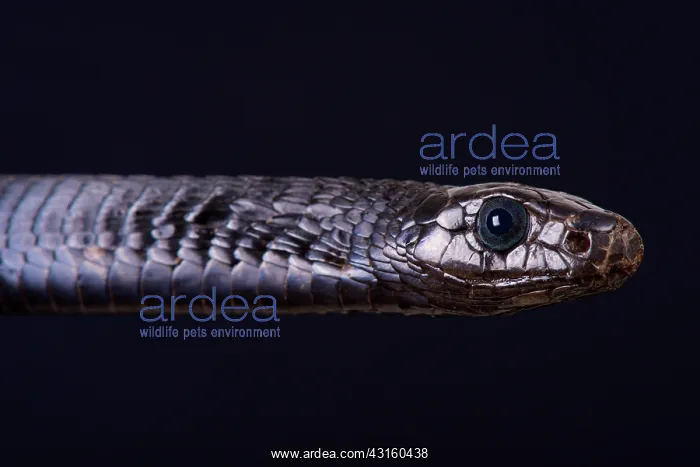: Portrait of Black tree snake (Thrasops jacksonii) : Portrait of Black tree snake (Thrasops jacksonii)