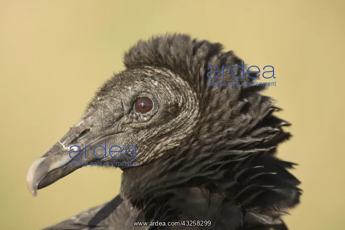 : Portrait of Black Vulture (Coragyps atratus) in : Portrait of Black Vulture (Coragyps atratus) in