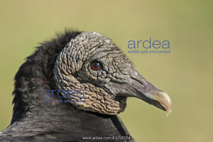 : Portrait of Black Vulture (Coragyps atratus) in : Portrait of Black Vulture (Coragyps atratus) in