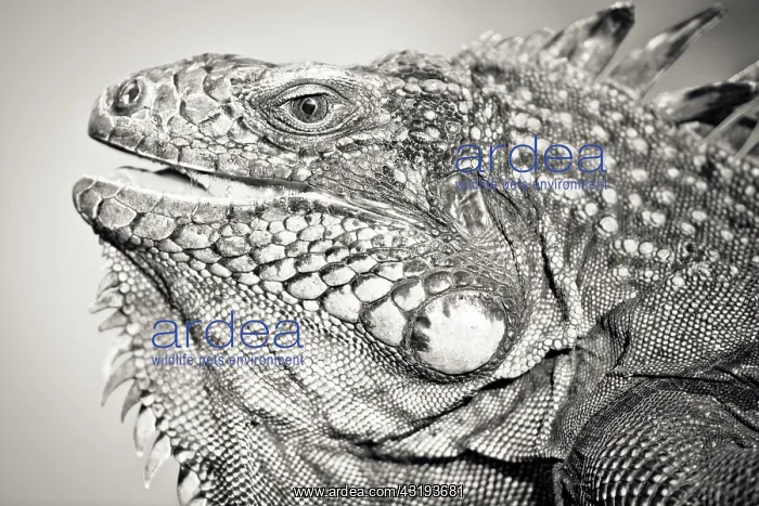  : Portrait black and white of Green Iguana (Iguana