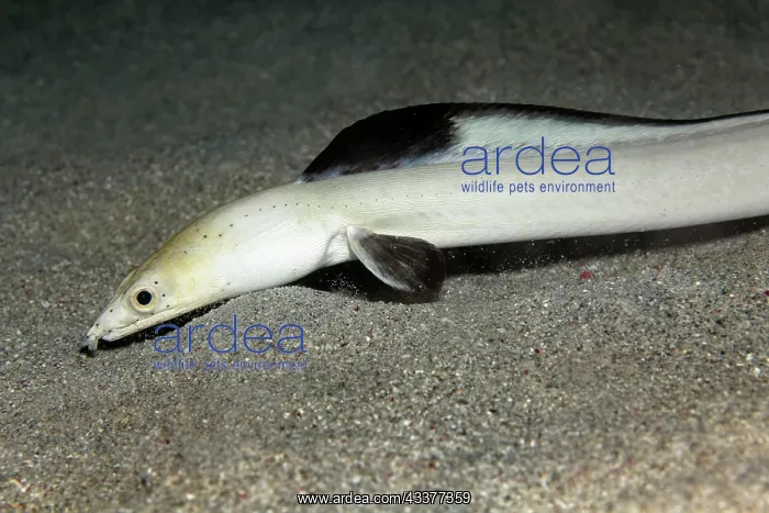 : Portrait blackfin snake eel (Ophichthus melanochir) : Portrait blackfin snake eel (Ophichthus melanochir)