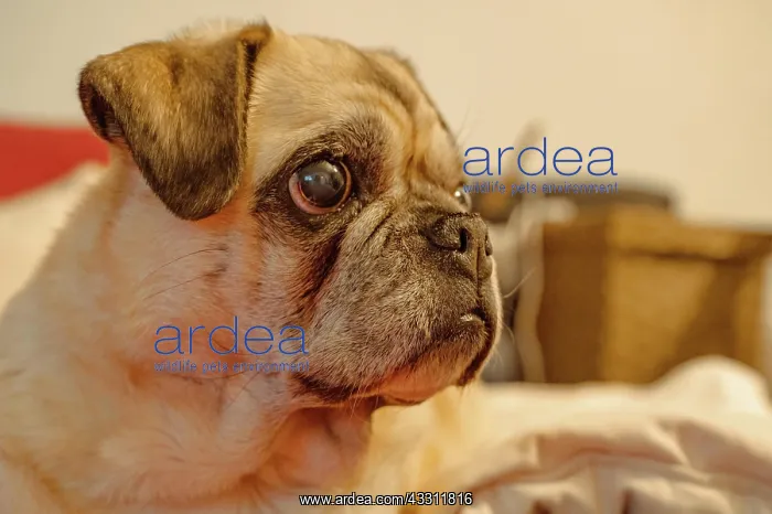 : Portrait of a blind pug domestic dog (Canis lupus : Portrait of a blind pug domestic dog (Canis lupus